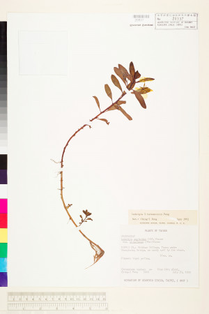 Ludwigia ×taiwanensis C.I Peng_標本_BRCM 3572