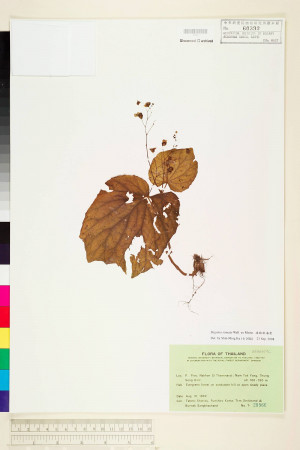 Begonia sinuata標本_BRCM 1327