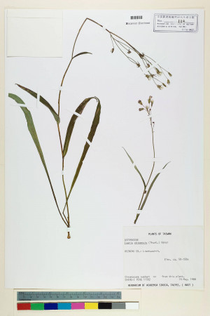 Ixeris chinensis (Thunb.) Nakai_標本_BRCM 7086