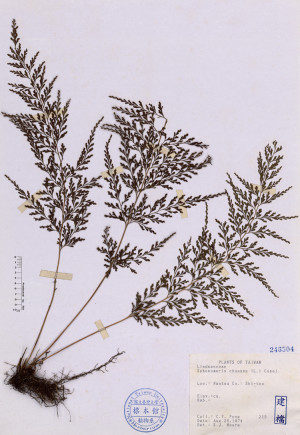 Sphenomeris chusana (L.) Copel._標本_BRCM 4681