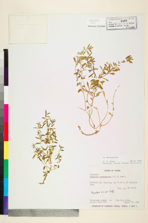 Hybanthus enneaspermus (L.) F. v. Muell._標本_BRCM 6034