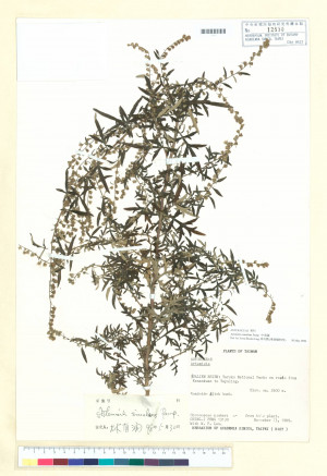 Artemisia simulans Pamp._標本_BRCM 7288