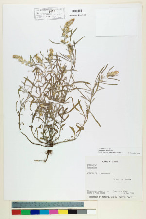 Gnaphalium calviceps Fernald_標本_BRCM 5590