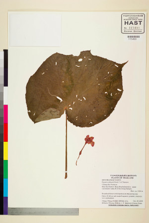 Begonia siamensis標本_BRCM 2158
