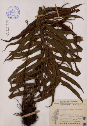 Plagiogyria euphlebia (Kze.) Mett._標本_BRCM 4256