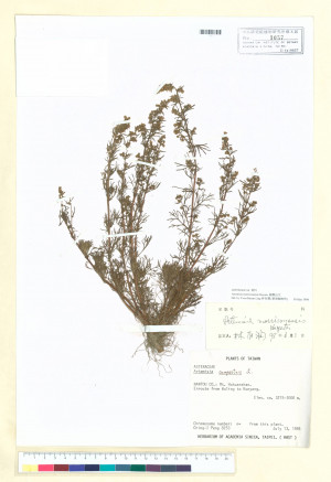 Artemisia morrisonensis Hayata_標本_BRCM 6703