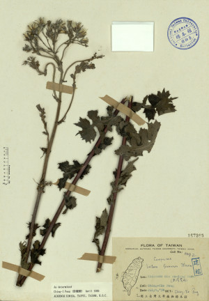 Lactuca formosana Maxim._標本_BRCM 3972
