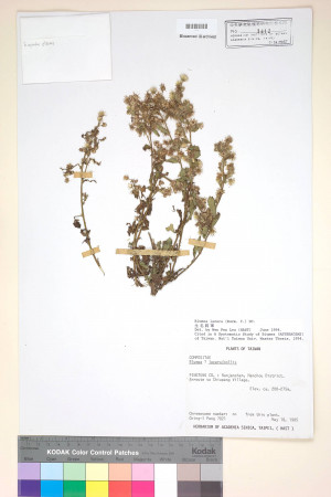 Blumea lacera (Burm. f.) DC._標本_BRCM 3797