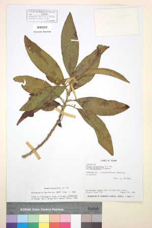 Blumea balsamifera (L.) DC._標本_BRCM 3765