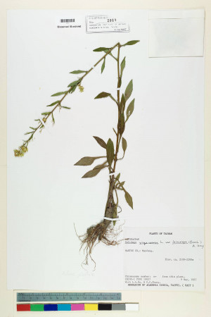 Solidago virgaurea L. var. leiocarpa (Benth.) A. Gray_標本_BRCM 6984