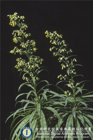 Blumea linearis C.-I Peng & W. P. Leu_BRCM 6093