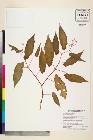 Begonia oblongata標本_BRCM 2271
