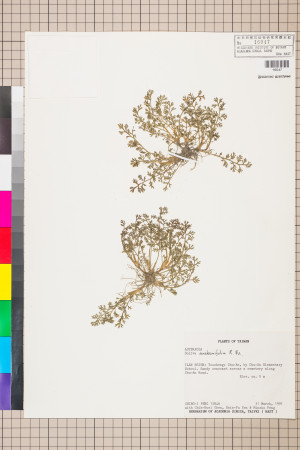 Soliva anthemifolia (Juss.) R. Brown ex Less._標本_BRCM 5070