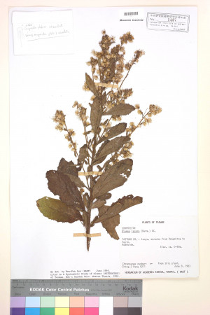 Blumea lacera (Burm. f.) DC._標本_BRCM 3733