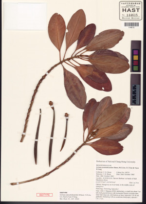 擬印度細蕊紅樹標本_BRCM 8704