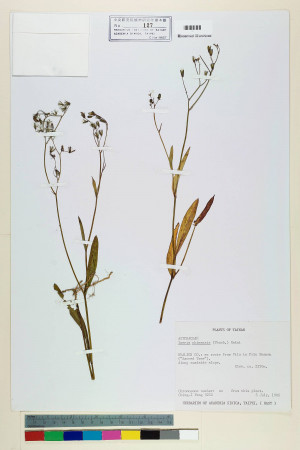 Ixeris chinensis (Thunb.) Nakai_標本_BRCM 6808