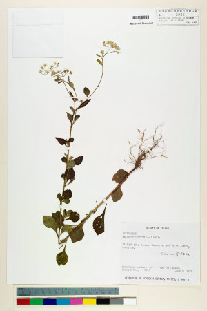 Vernonia cinerea (L.) Less._標本_BRCM 5084