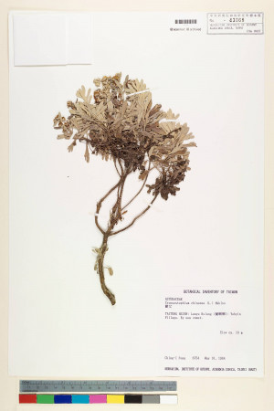 Crossostephium chinense (L.) Makino_標本_BRCM 6535