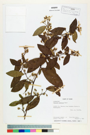 Vernonia gratiosa Hance_標本_BRCM 5114