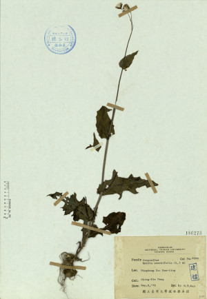 Emilia sonchifolia (L.) DC._標本_BRCM 4575