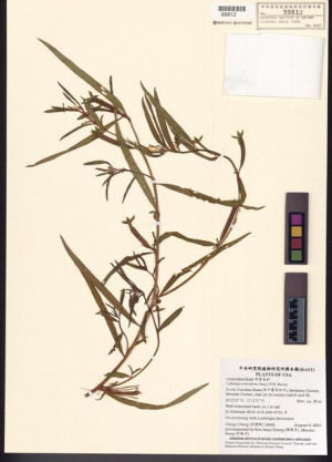 Ludwigia octovalvis (Jacq.) P.H. Raven_標本_BRCM 7762