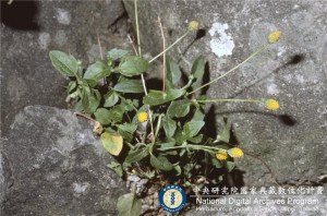 Acmella paniculata (Wall. ex DC.) R. K. Jansen_BRCM 6179