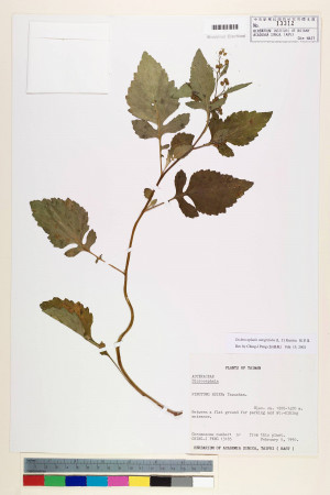 Dichrocephala integrifolia (L. f.) Kuntze_標本_BRCM 7296