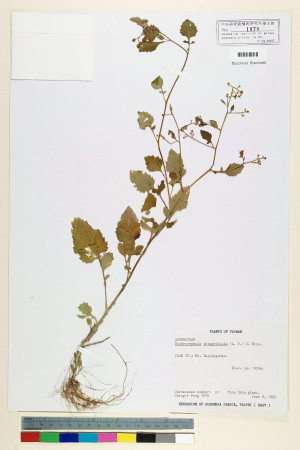 Dichrocephala integrifolia (L. f.) Kuntze_標本_BRCM 6665