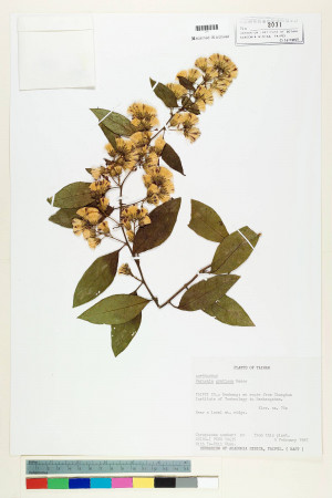 Vernonia gratiosa Hance_標本_BRCM 5120