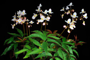 方氏秋海棠 (Begonia fangii Y.M.Shui & C.I Peng)