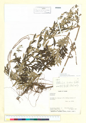 Artemisia indica Willd._標本_BRCM 7019