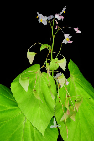 Begonia myanmarica C.I Peng & Y.D.Kim