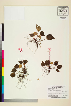 Begonia sp.標本_BRCM 2484