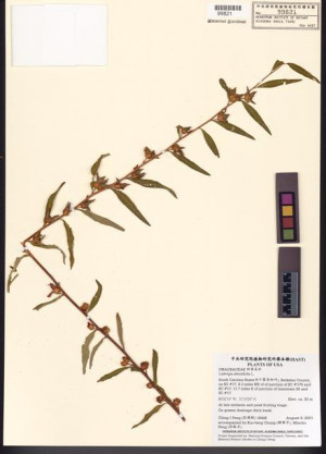 Ludwigia alternifolia L._標本_BRCM 7771