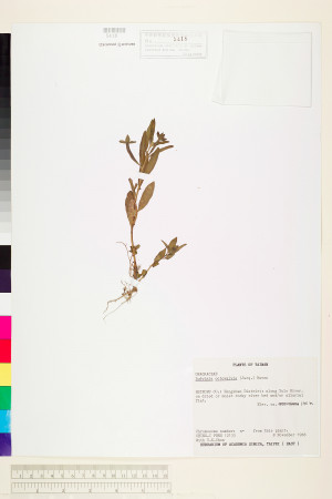 Ludwigia octovalvis (Jacq.) Raven_標本_BRCM 3627