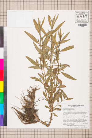 Ludwigia glandulosa Walter_標本_BRCM 3449