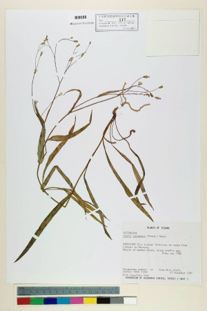 Ixeris chinensis (Thunb.) Nakai_標本_BRCM 7035