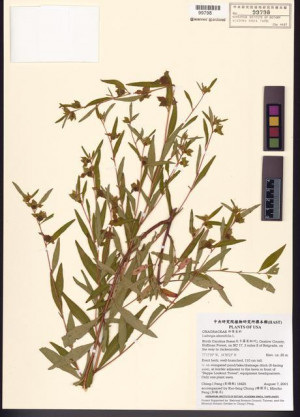 Ludwigia alternifolia L._標本_BRCM 7748