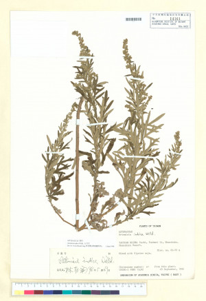 Artemisia indica Willd._標本_BRCM 7320