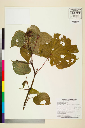 Begonia inostegia標本_BRCM 2478
