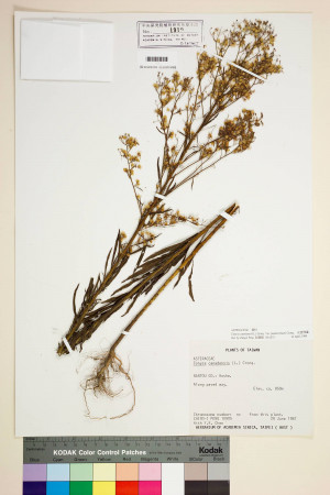 Conyza canadensis (L.) Cronq. var. pusilla (Nutt.) Cronq._標本_BRCM 6993