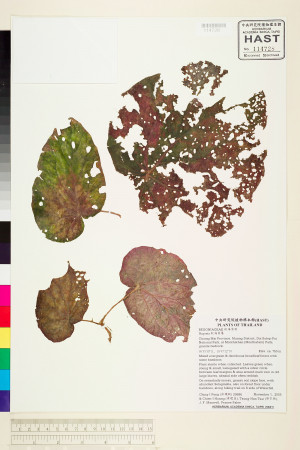 Begonia integrifolia標本_BRCM 2082