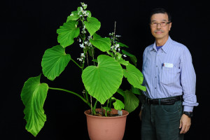 彭鏡毅與Begonia myanmarica