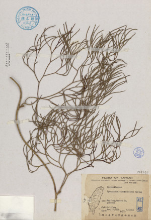 Lycopodium casuarinoides Spring_標本_BRCM 4599