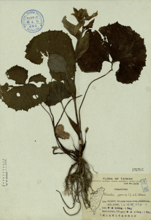 Petasites japonicus (S. & Z.) Maxim._標本_BRCM 4278