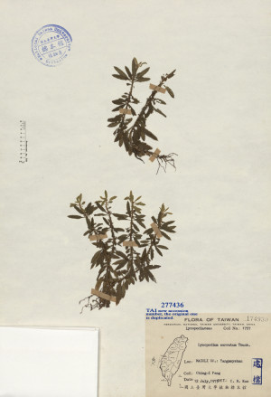 Lycopodium serratum Thunb._標本_BRCM 4743
