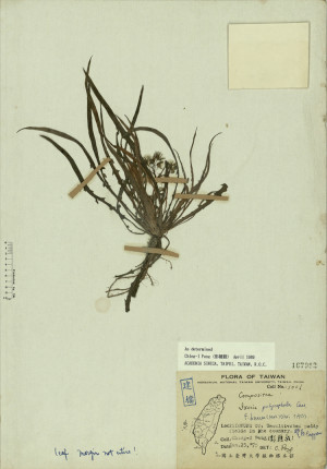 Ixeris polycephala Cass. f. dissecta (Mak.) Ohwi_標本_BRCM 3951