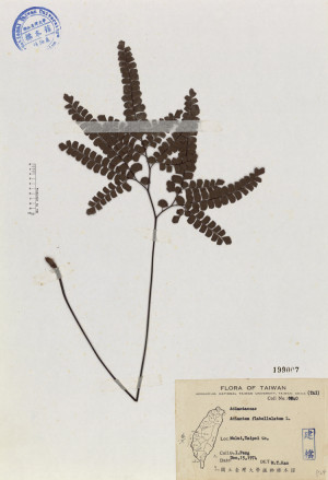 Adiantum flabellulatum L._標本_BRCM 4608