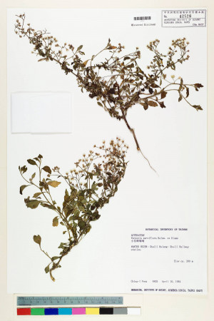 Vernonia parviflora Reinw. ex Blume_標本_BRCM 5091