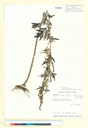 Artemisia indica Willd._標本_BRCM 6596